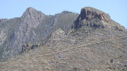 View of trees laid flat by the blast