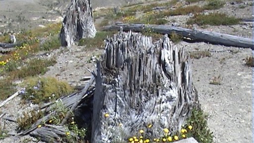 A 3 foot wide tree trunk ripped off by the blast